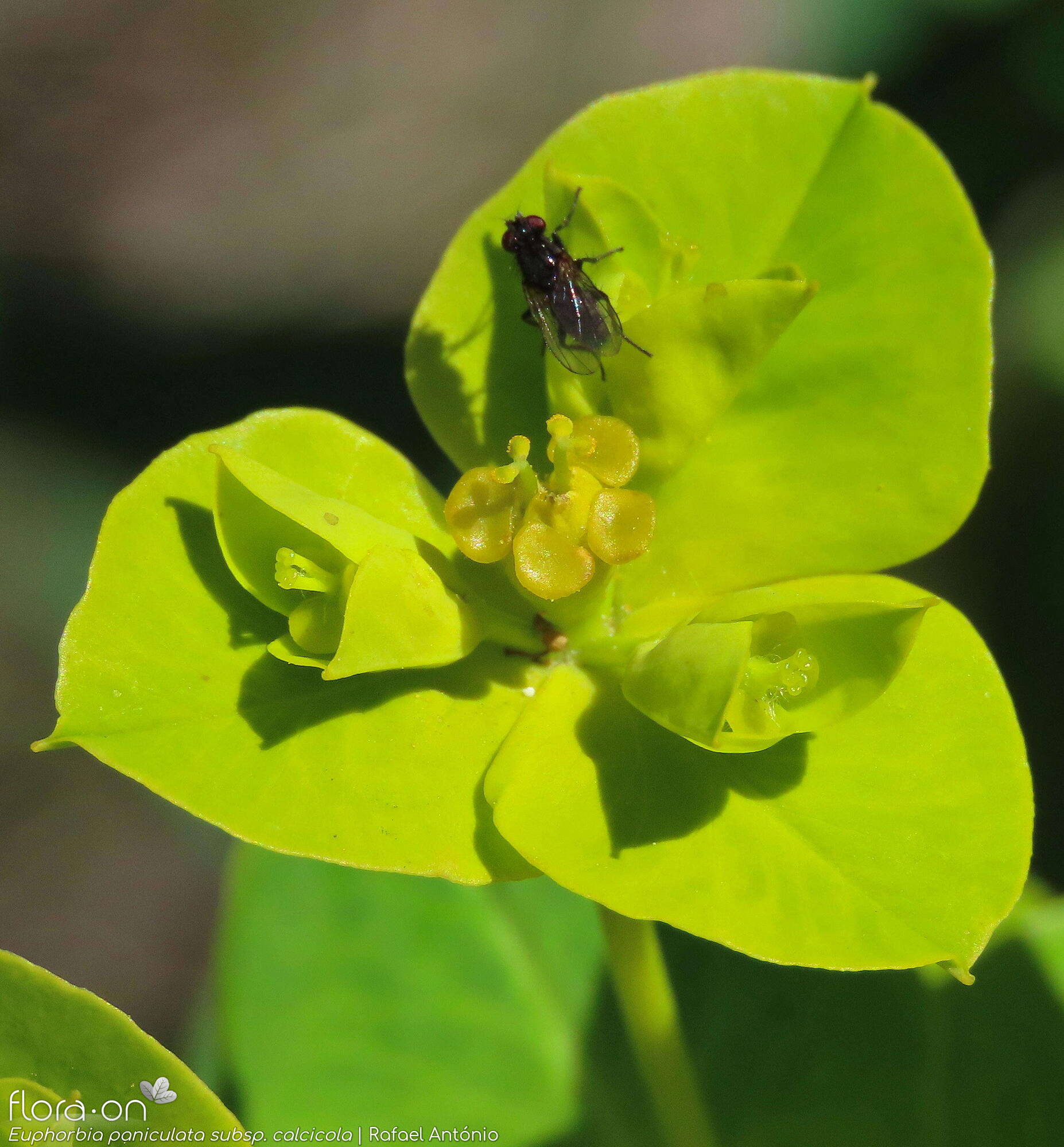 Euphorbia paniculata - Flor (close-up) | Rafael António; CC BY-NC 4.0