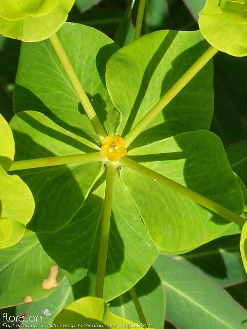 Euphorbia paniculata - Bráctea | Miguel Porto; CC BY-NC 4.0