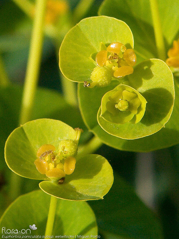 Euphorbia paniculata - Flor (close-up) | Miguel Porto; CC BY-NC 4.0