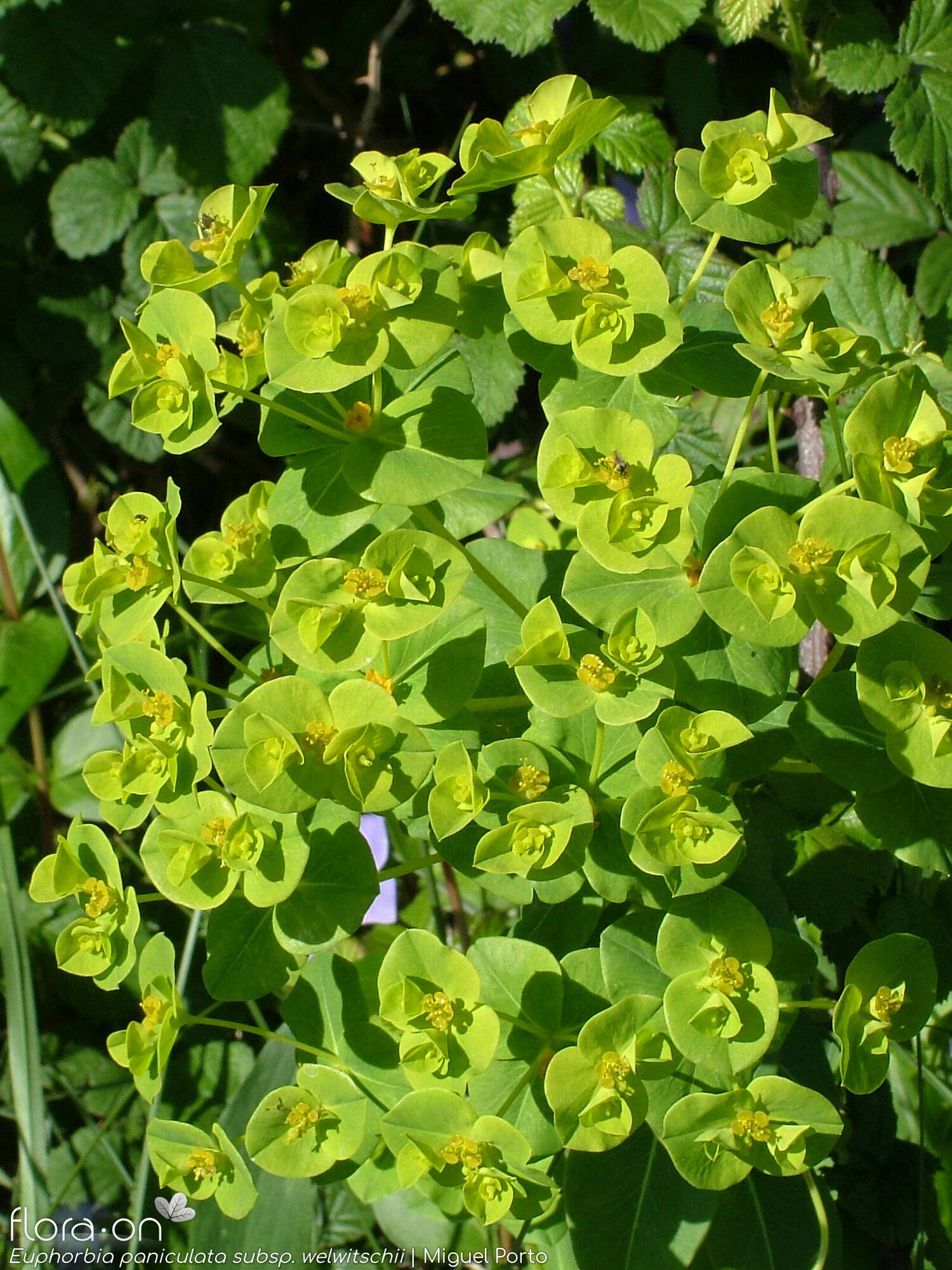 Euphorbia paniculata - Flor (geral) | Miguel Porto; CC BY-NC 4.0