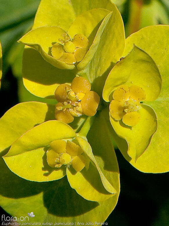 Euphorbia paniculata - Flor (close-up) | Ana Júlia Pereira; CC BY-NC 4.0
