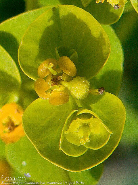 Euphorbia paniculata - Flor (close-up) | Miguel Porto; CC BY-NC 4.0
