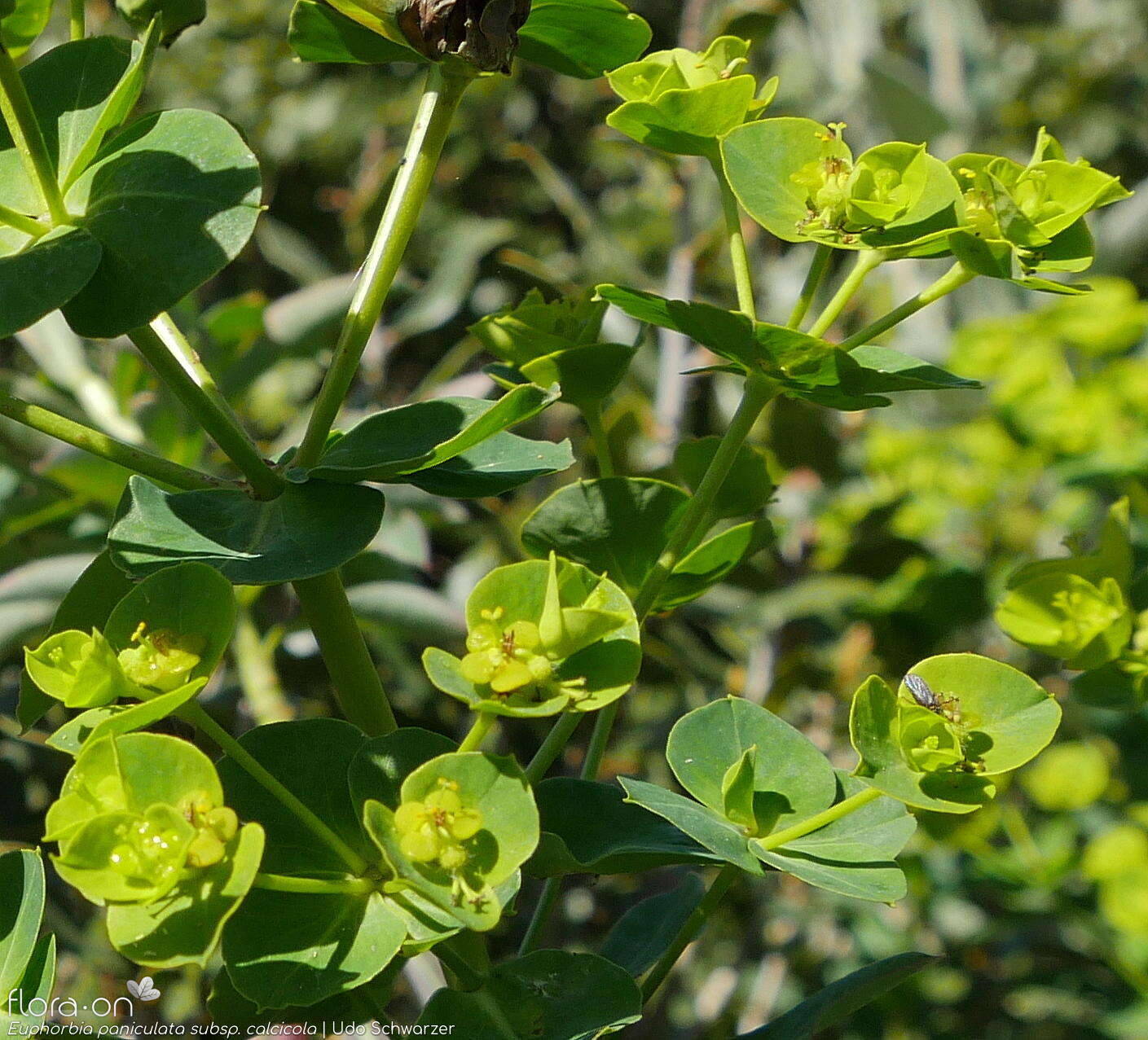 Euphorbia paniculata - Flor (geral) | Udo Schwarzer; CC BY-NC 4.0