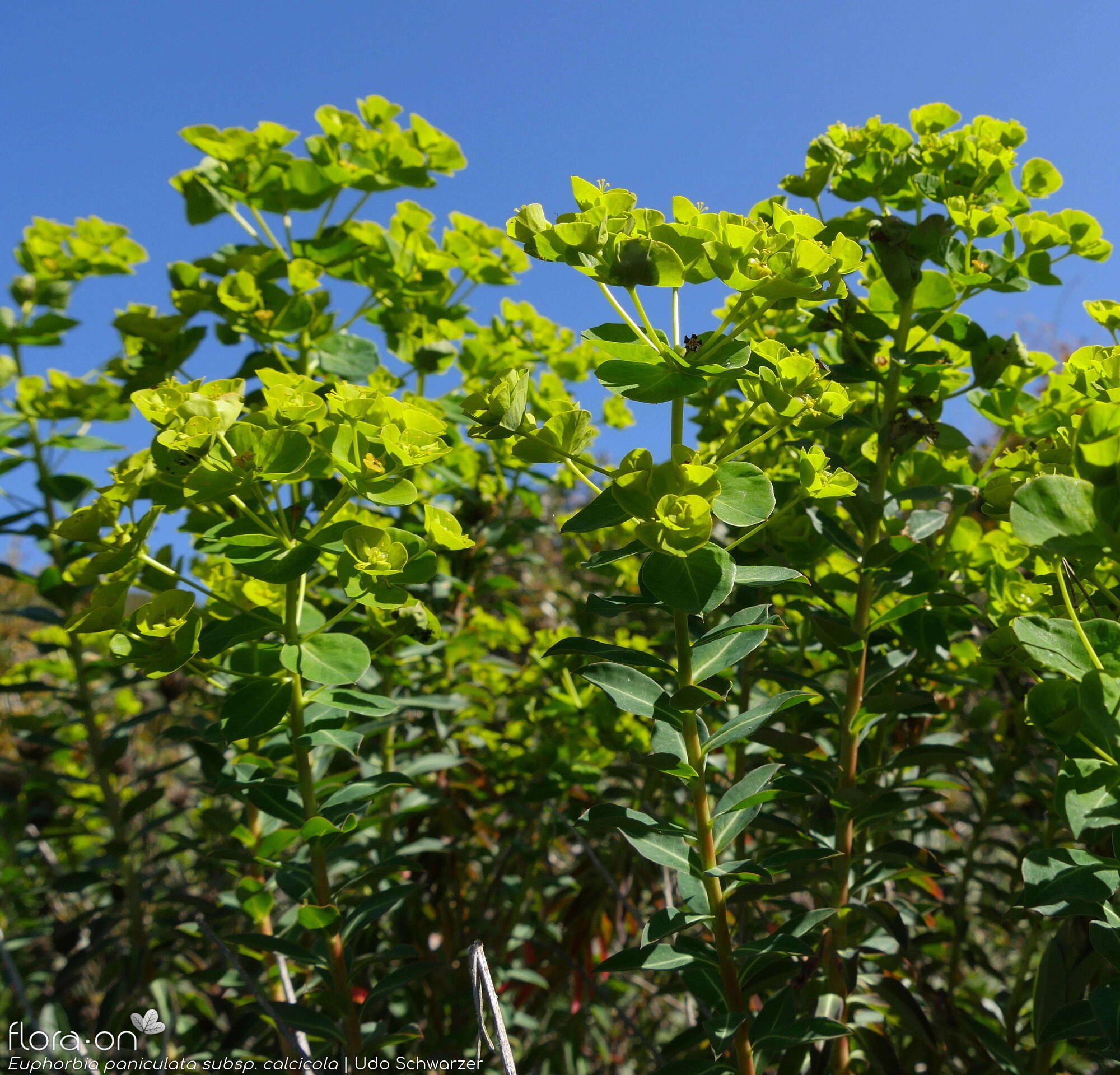 Euphorbia paniculata - Hábito | Udo Schwarzer; CC BY-NC 4.0