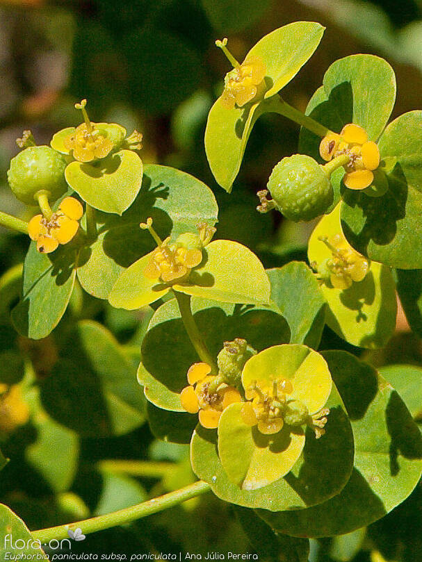 Euphorbia paniculata - Fruto | Ana Júlia Pereira; CC BY-NC 4.0