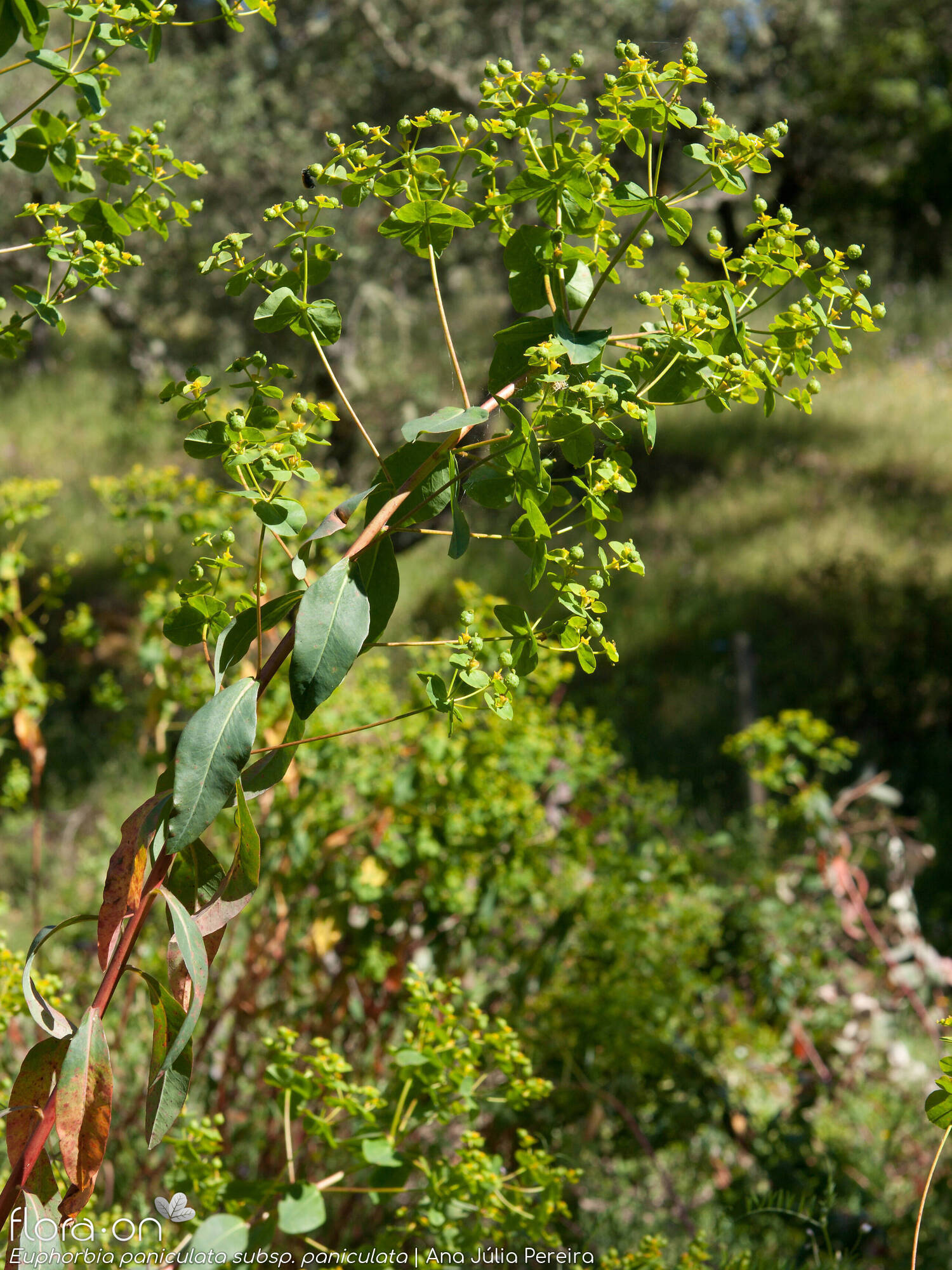 Euphorbia paniculata - Hábito | Ana Júlia Pereira; CC BY-NC 4.0