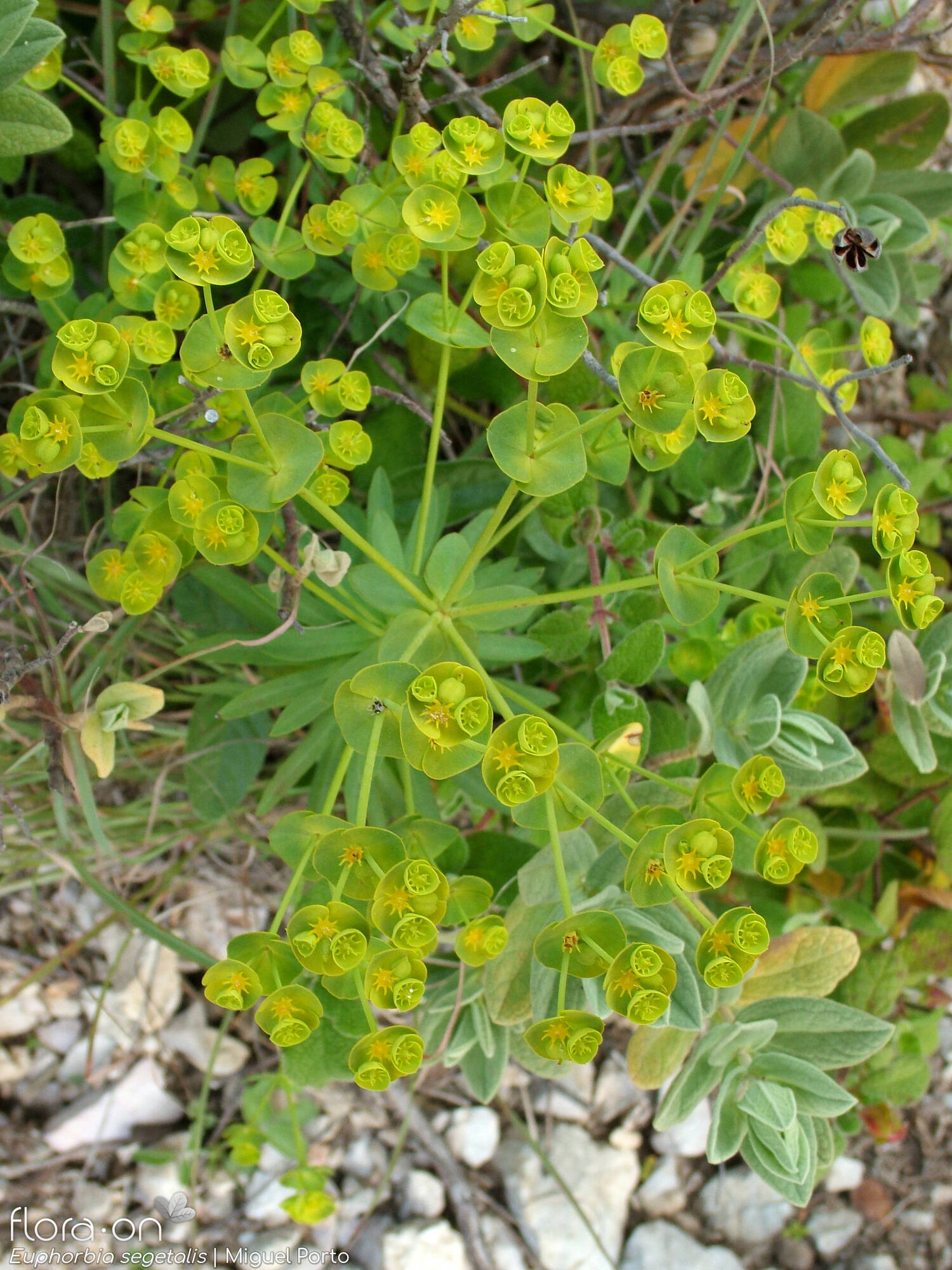 Euphorbia segetalis - Hábito | Miguel Porto; CC BY-NC 4.0