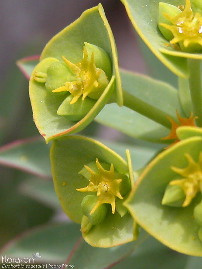 Euphorbia segetalis - Flor (close-up) | Pedro Pinho; CC BY-NC 4.0