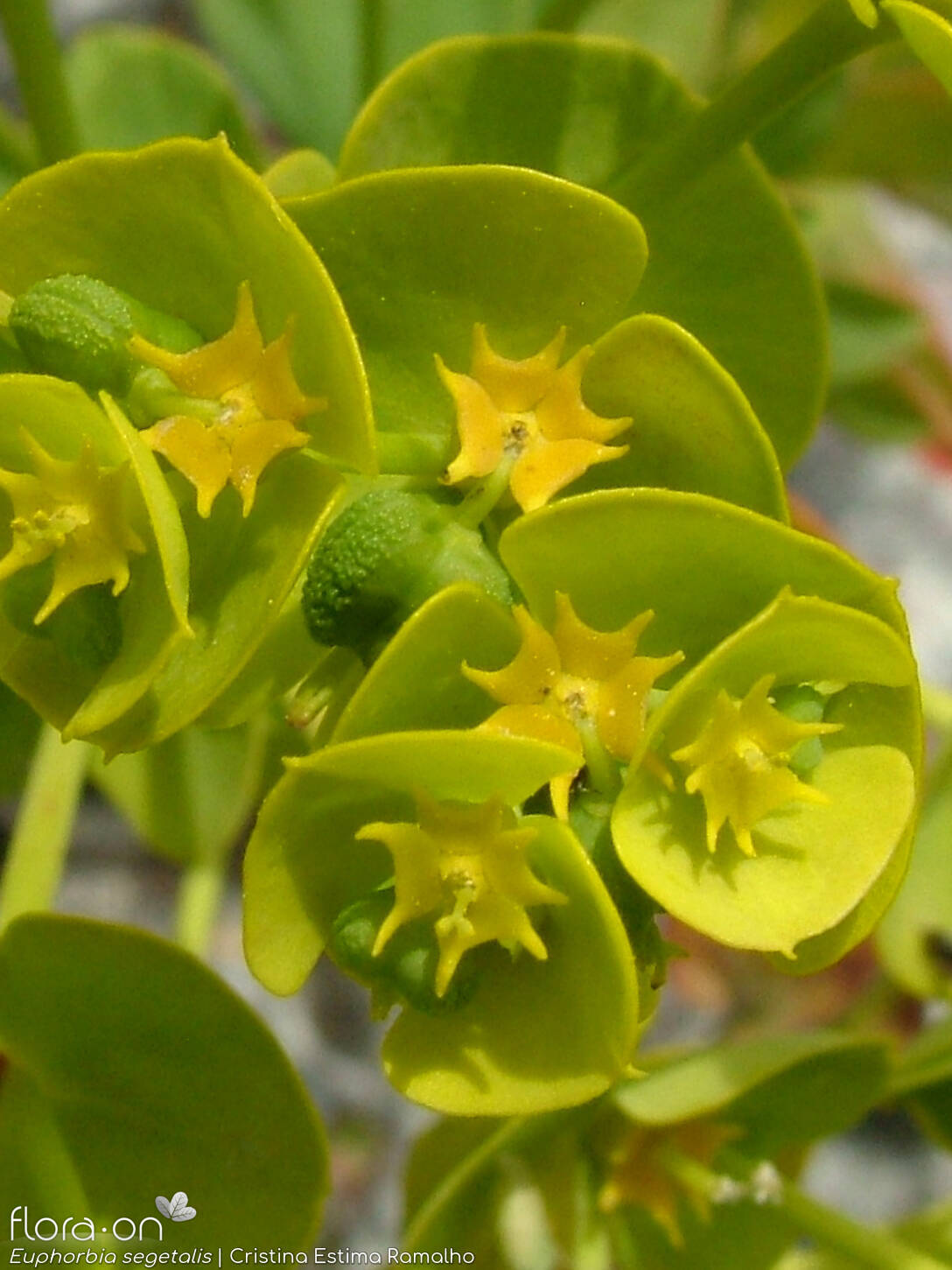 Euphorbia segetalis - Flor (close-up) | Cristina Estima Ramalho; CC BY-NC 4.0