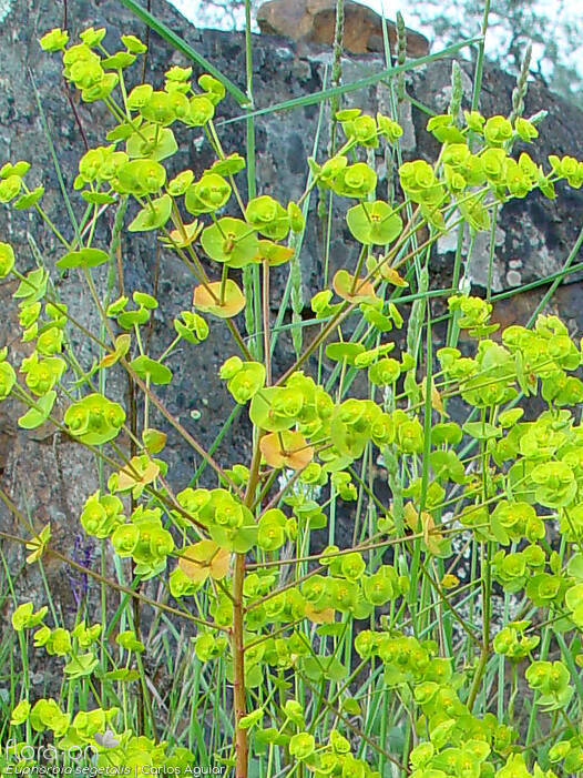 Euphorbia segetalis - Flor (geral) | Carlos Aguiar; CC BY-NC 4.0