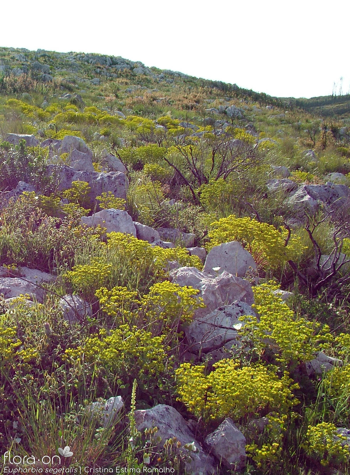 Euphorbia segetalis - Habitat | Cristina Estima Ramalho; CC BY-NC 4.0