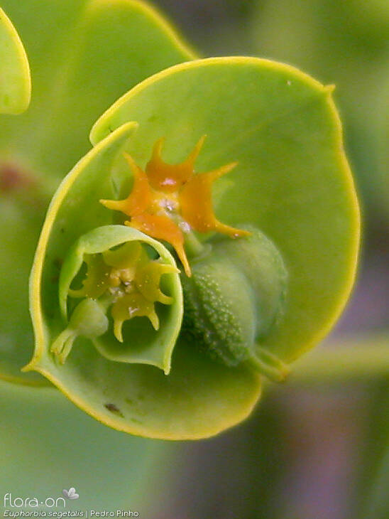 Euphorbia segetalis - Flor (close-up) | Pedro Pinho; CC BY-NC 4.0