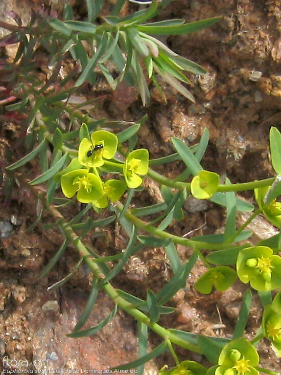 Euphorbia segetalis - Folha | João Domingues Almeida; CC BY-NC 4.0