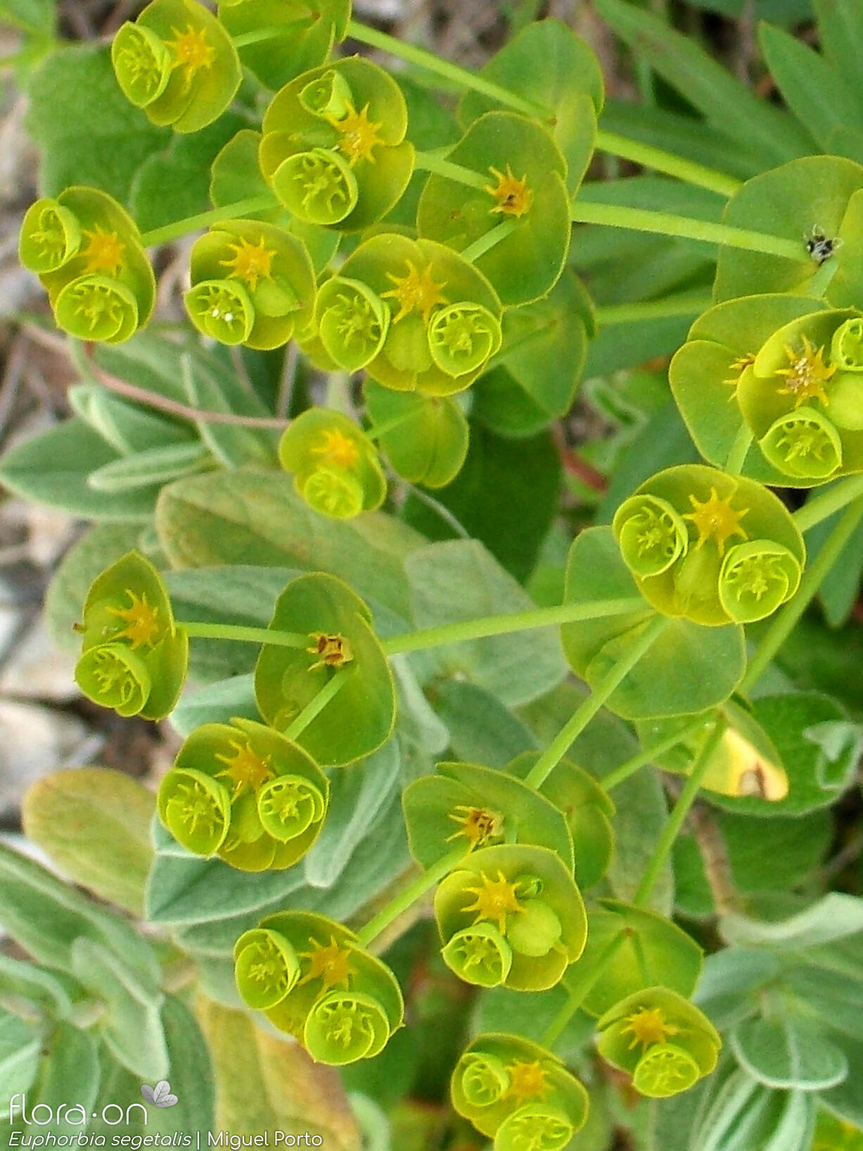 Euphorbia segetalis - Flor (geral) | Miguel Porto; CC BY-NC 4.0