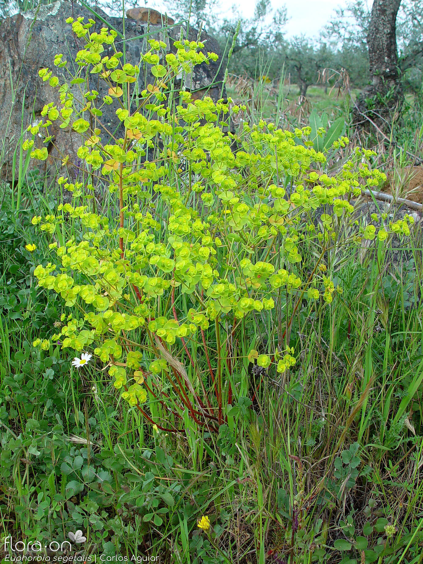 Euphorbia segetalis - Hábito | Carlos Aguiar; CC BY-NC 4.0