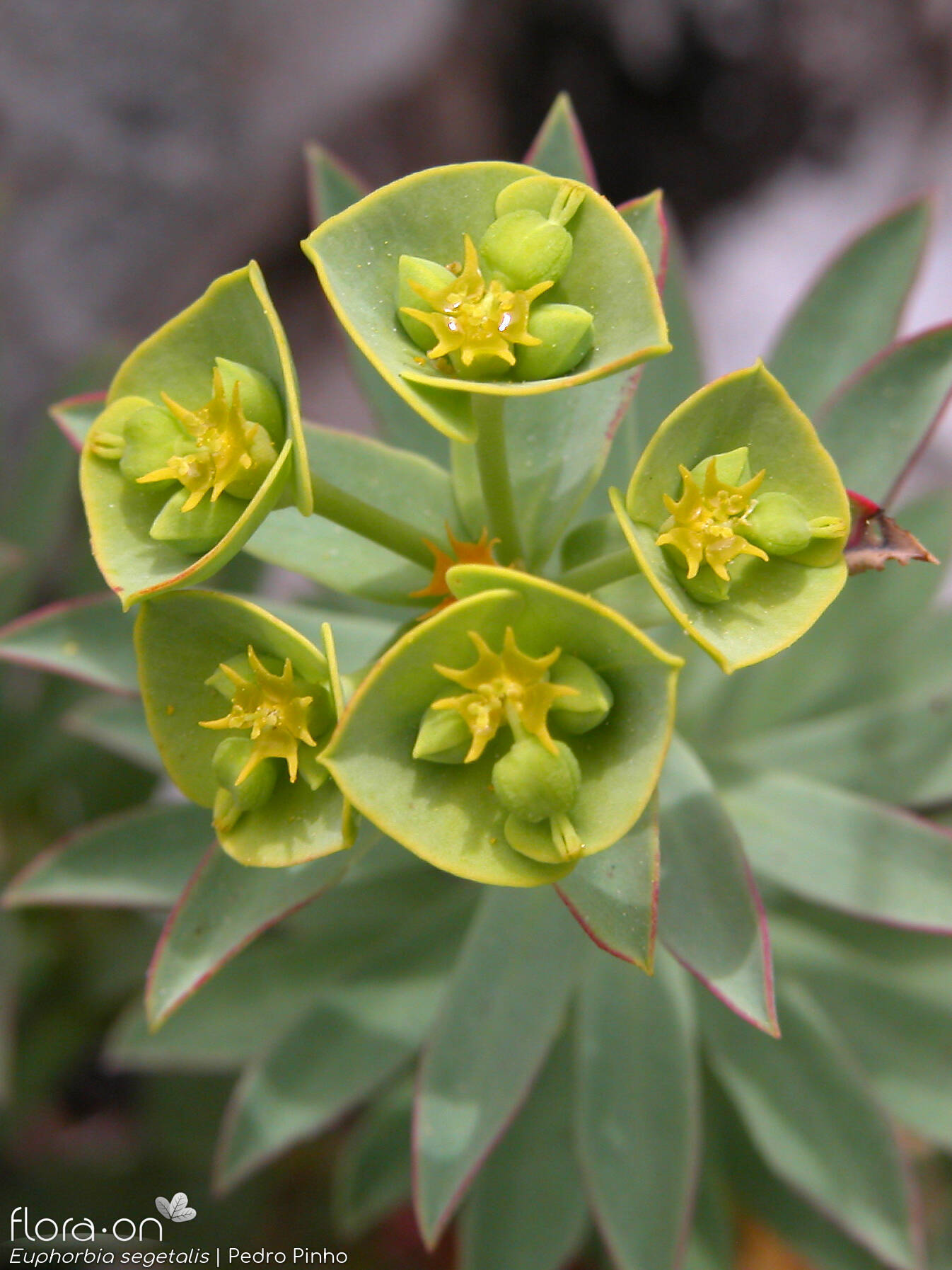 Euphorbia segetalis - Flor (geral) | Pedro Pinho; CC BY-NC 4.0
