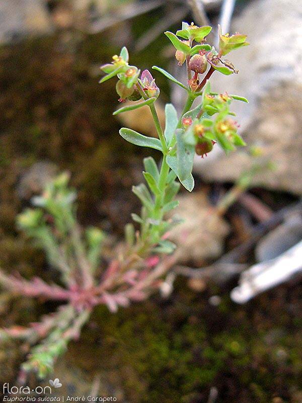 Euphorbia sulcata - Hábito | André Carapeto; CC BY-NC 4.0