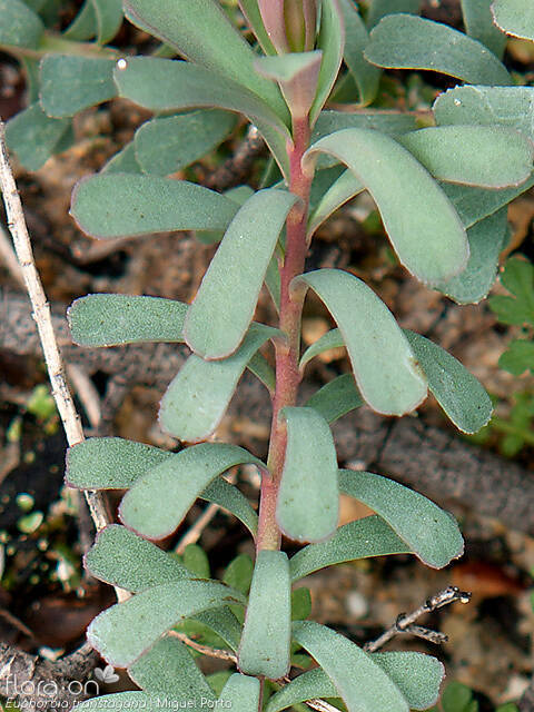 Euphorbia transtagana - Folha | Miguel Porto; CC BY-NC 4.0