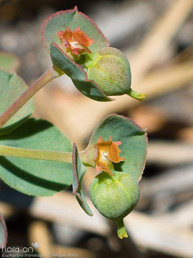 Euphorbia transtagana - Flor (close-up) | Miguel Porto; CC BY-NC 4.0