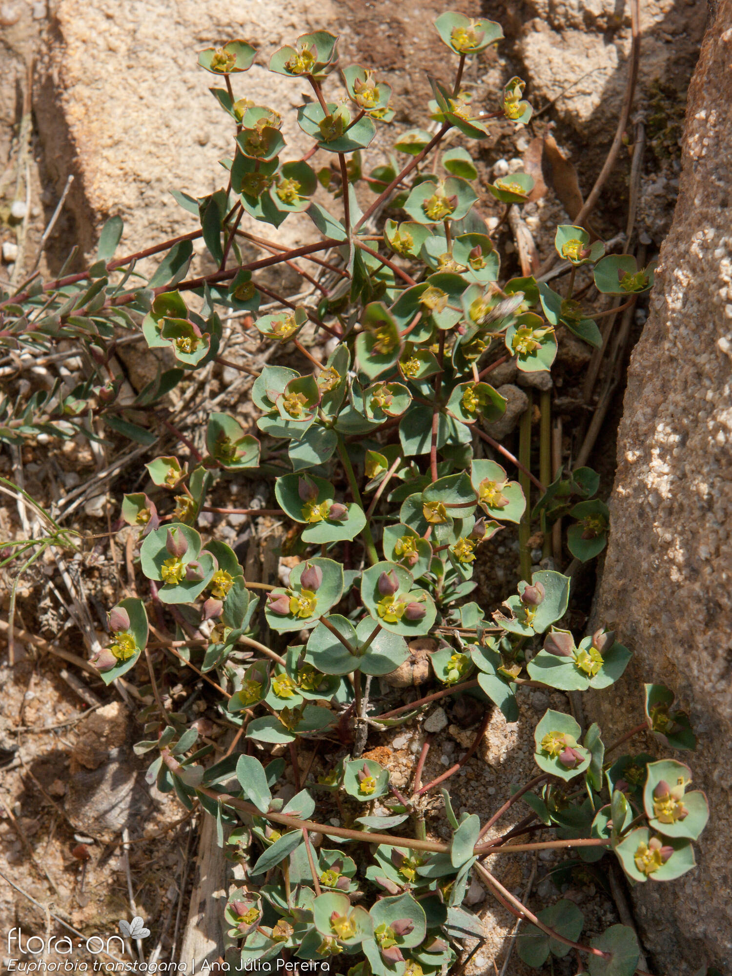 Euphorbia transtagana - Hábito | Ana Júlia Pereira; CC BY-NC 4.0