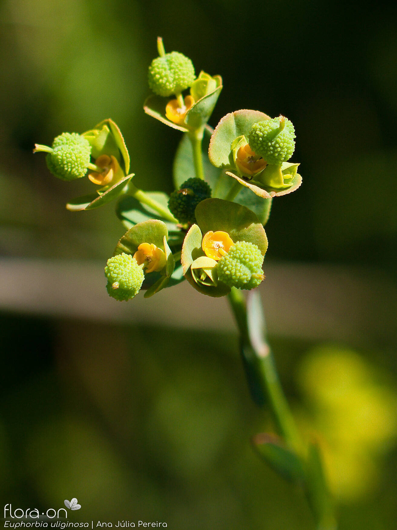 Euphorbia uliginosa - Flor (geral) | Ana Júlia Pereira; CC BY-NC 4.0