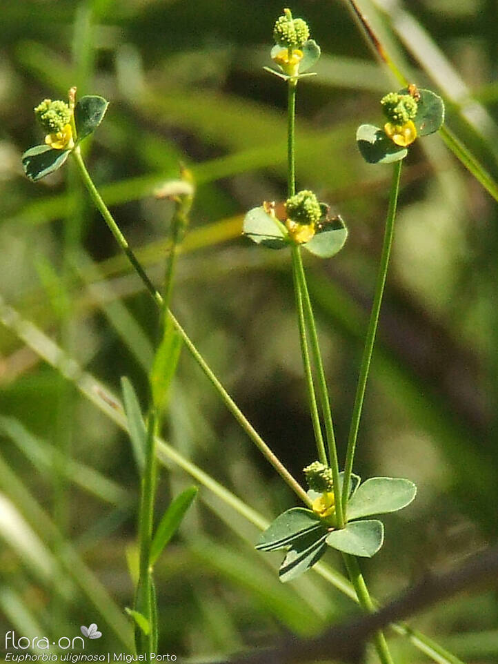 Euphorbia uliginosa - Flor (geral) | Miguel Porto; CC BY-NC 4.0