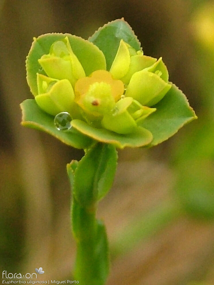 Euphorbia uliginosa - Flor (close-up) | Miguel Porto; CC BY-NC 4.0