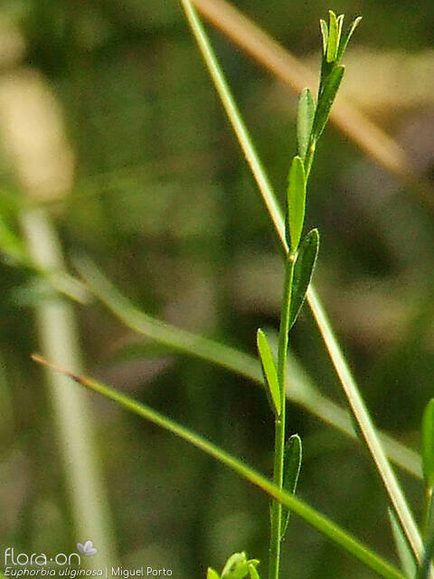 Euphorbia uliginosa - Folha | Miguel Porto; CC BY-NC 4.0