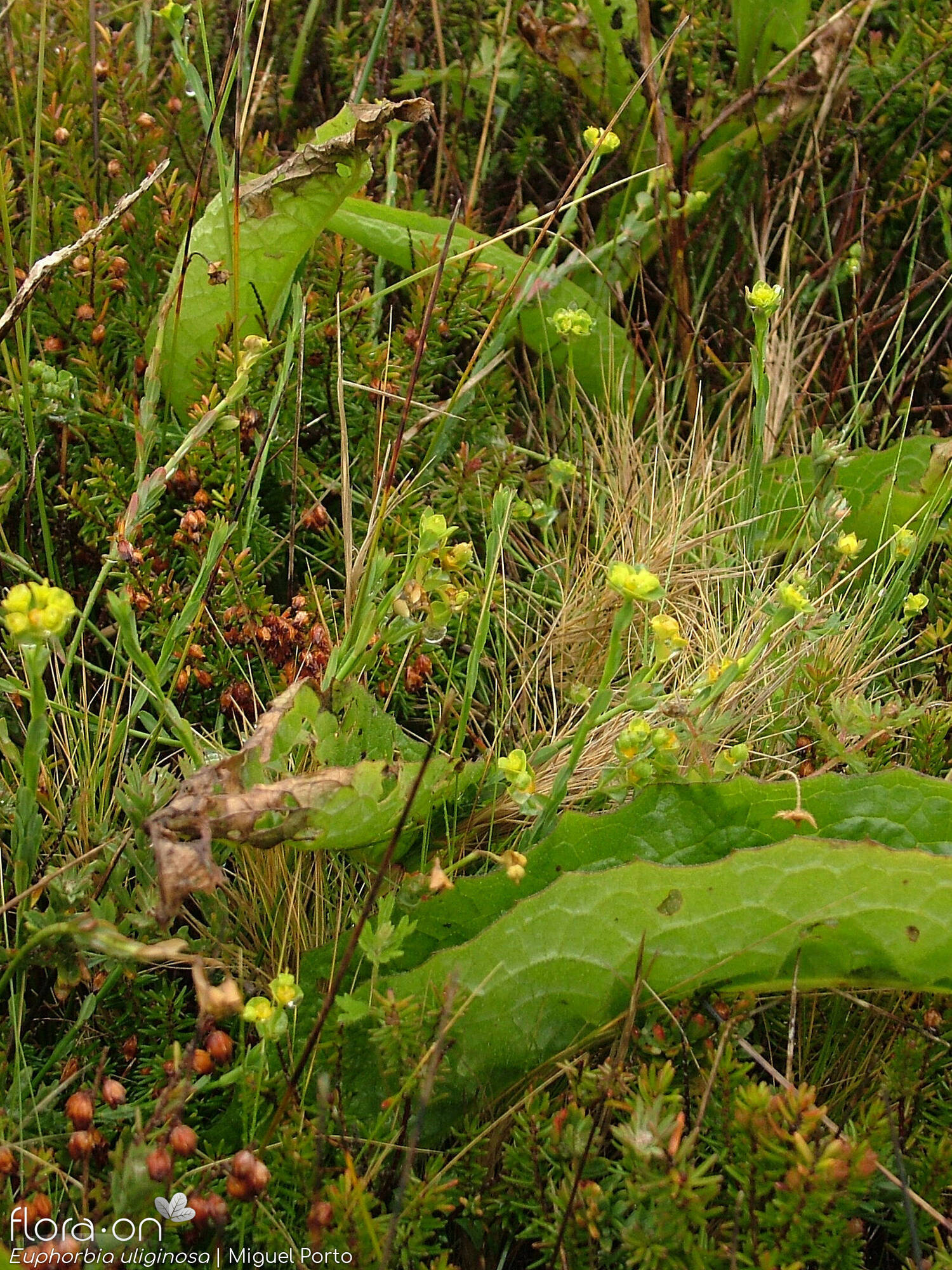 Euphorbia uliginosa - Hábito | Miguel Porto; CC BY-NC 4.0