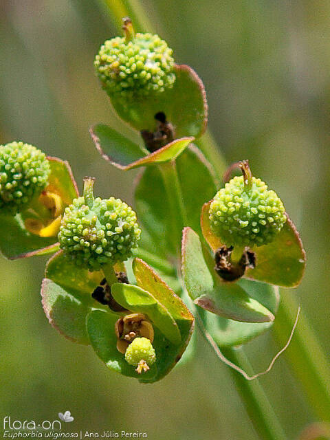 Euphorbia uliginosa - Fruto | Ana Júlia Pereira; CC BY-NC 4.0