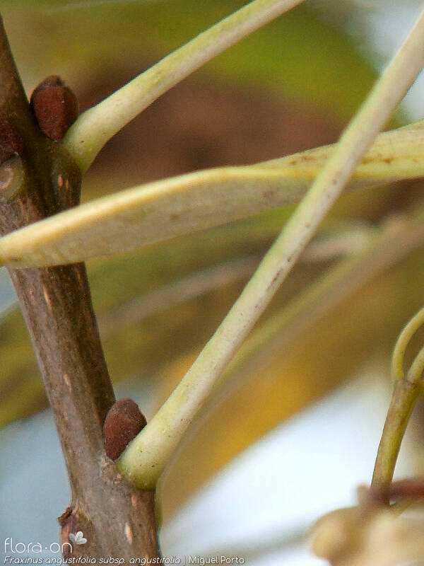 Fraxinus angustifolia angustifolia - Caule | Miguel Porto; CC BY-NC 4.0