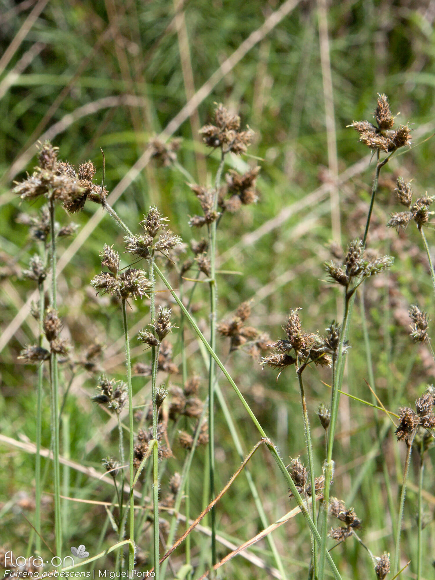 Fuirena pubescens - Hábito | Miguel Porto; CC BY-NC 4.0