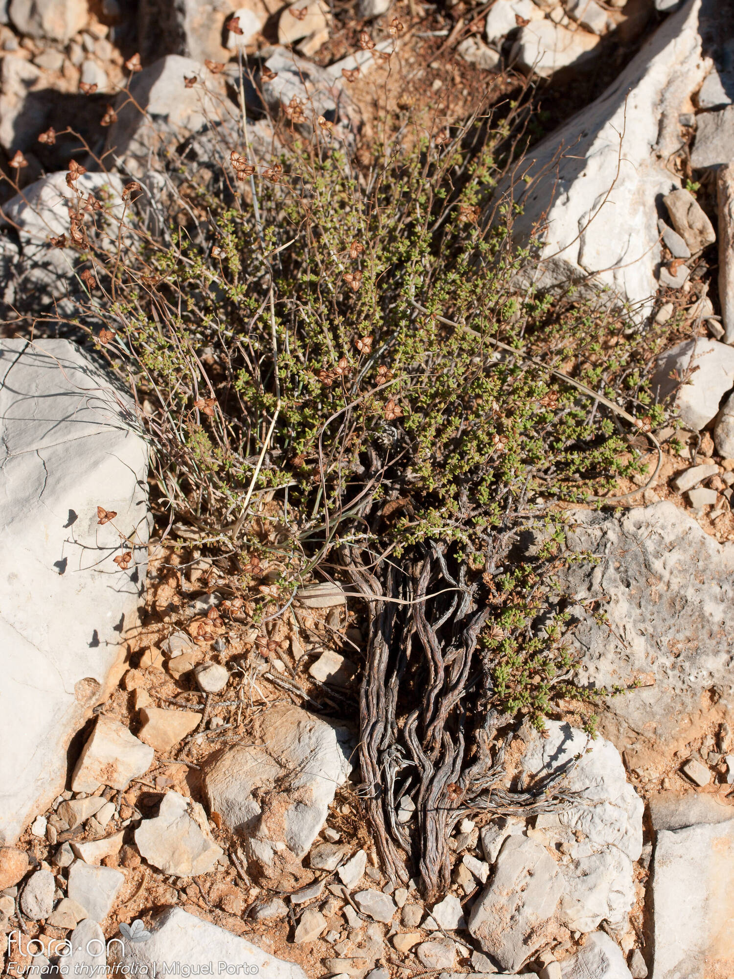 Fumana thymifolia - Hábito | Miguel Porto; CC BY-NC 4.0