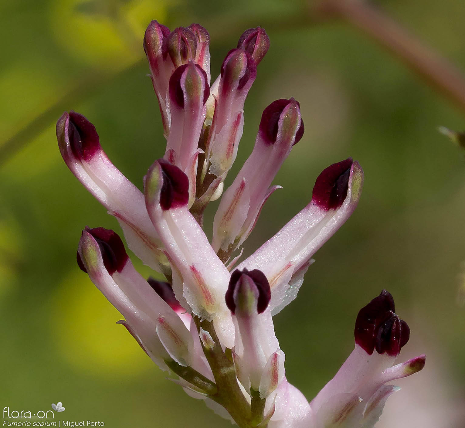 Fumaria sepium - Flor (close-up) | Miguel Porto; CC BY-NC 4.0