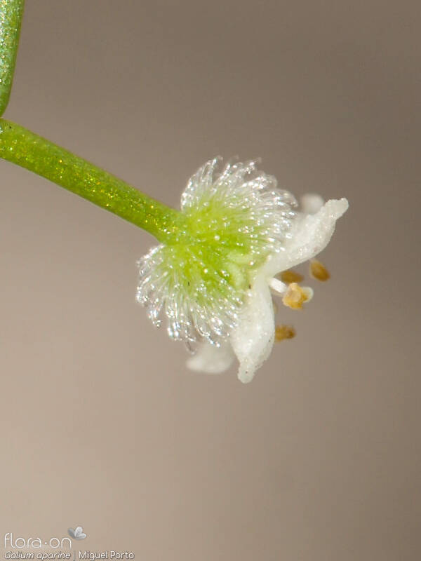 Galium aparine - Flor (close-up) | Miguel Porto; CC BY-NC 4.0