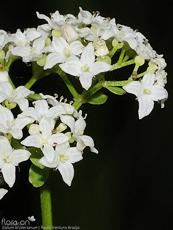 Galium broterianum - Flor (close-up) | Paulo Ventura Araújo; CC BY-NC 4.0