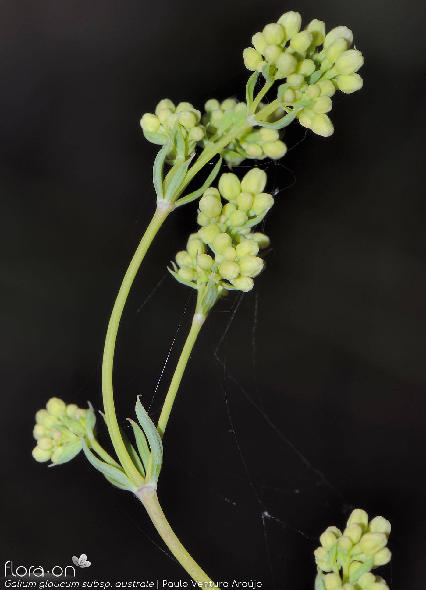 Galium glaucum australe - Flor (geral) | Paulo Ventura Araújo; CC BY-NC 4.0
