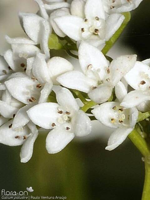 Galium palustre - Flor (close-up) | Paulo Ventura Araújo; CC BY-NC 4.0
