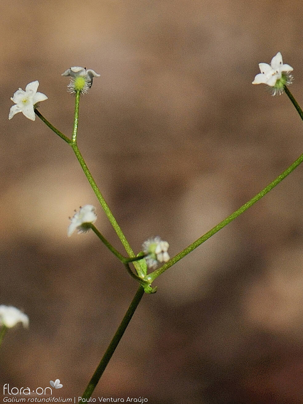 Galium rotundifolium - Flor (geral) | Paulo Ventura Araújo; CC BY-NC 4.0