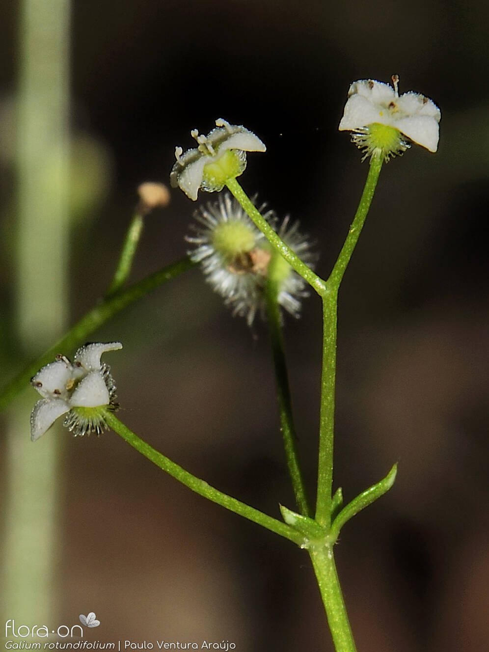 Galium rotundifolium - Flor (close-up) | Paulo Ventura Araújo; CC BY-NC 4.0