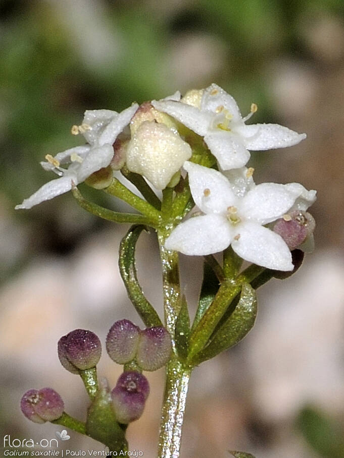 Galium saxatile - Flor (close-up) | Paulo Ventura Araújo; CC BY-NC 4.0
