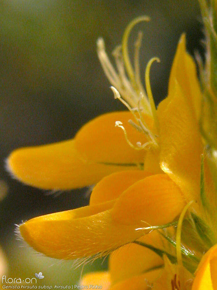 Genista hirsuta - Flor (close-up) | Pedro Pinho; CC BY-NC 4.0