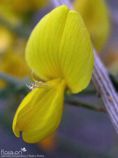 Genista polyanthos - Flor (close-up) | Pedro Pinho; CC BY-NC 4.0