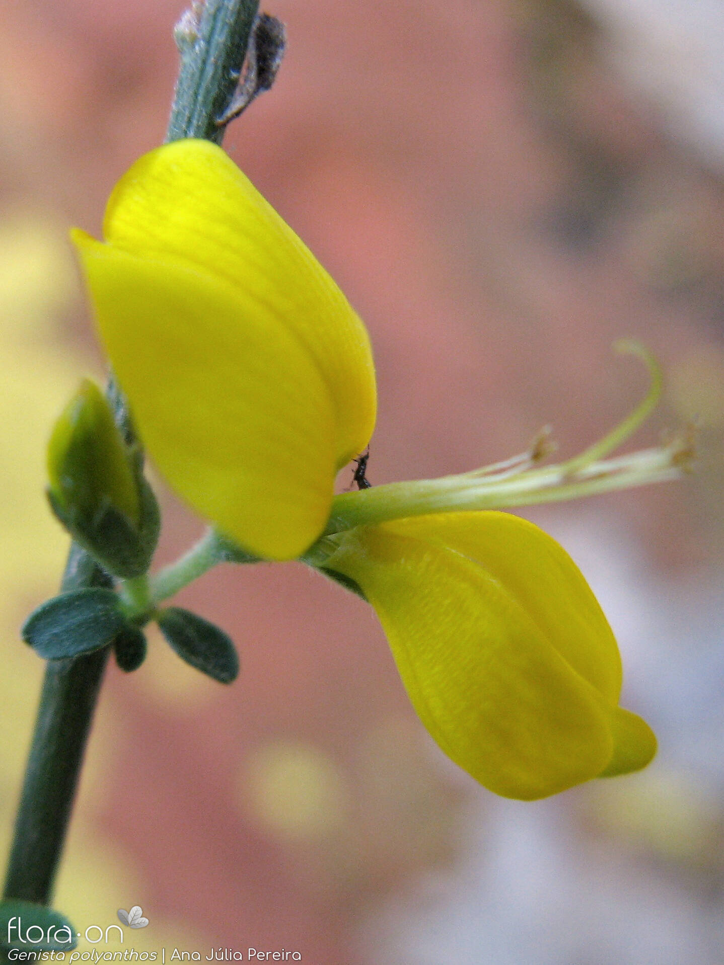 Genista polyanthos - Flor (close-up) | Ana Júlia Pereira; CC BY-NC 4.0