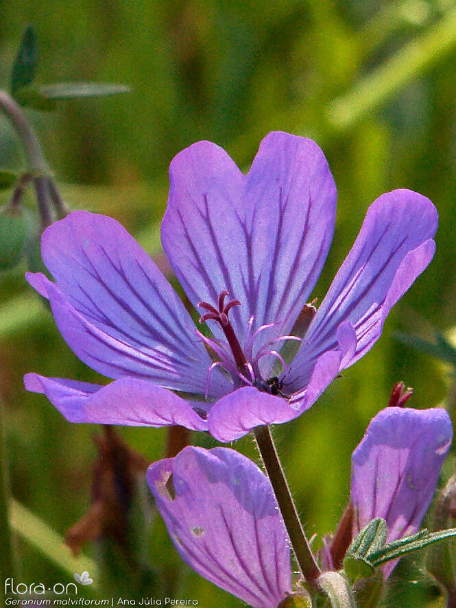 Geranium malviflorum - Flor (close-up) | Ana Júlia Pereira; CC BY-NC 4.0