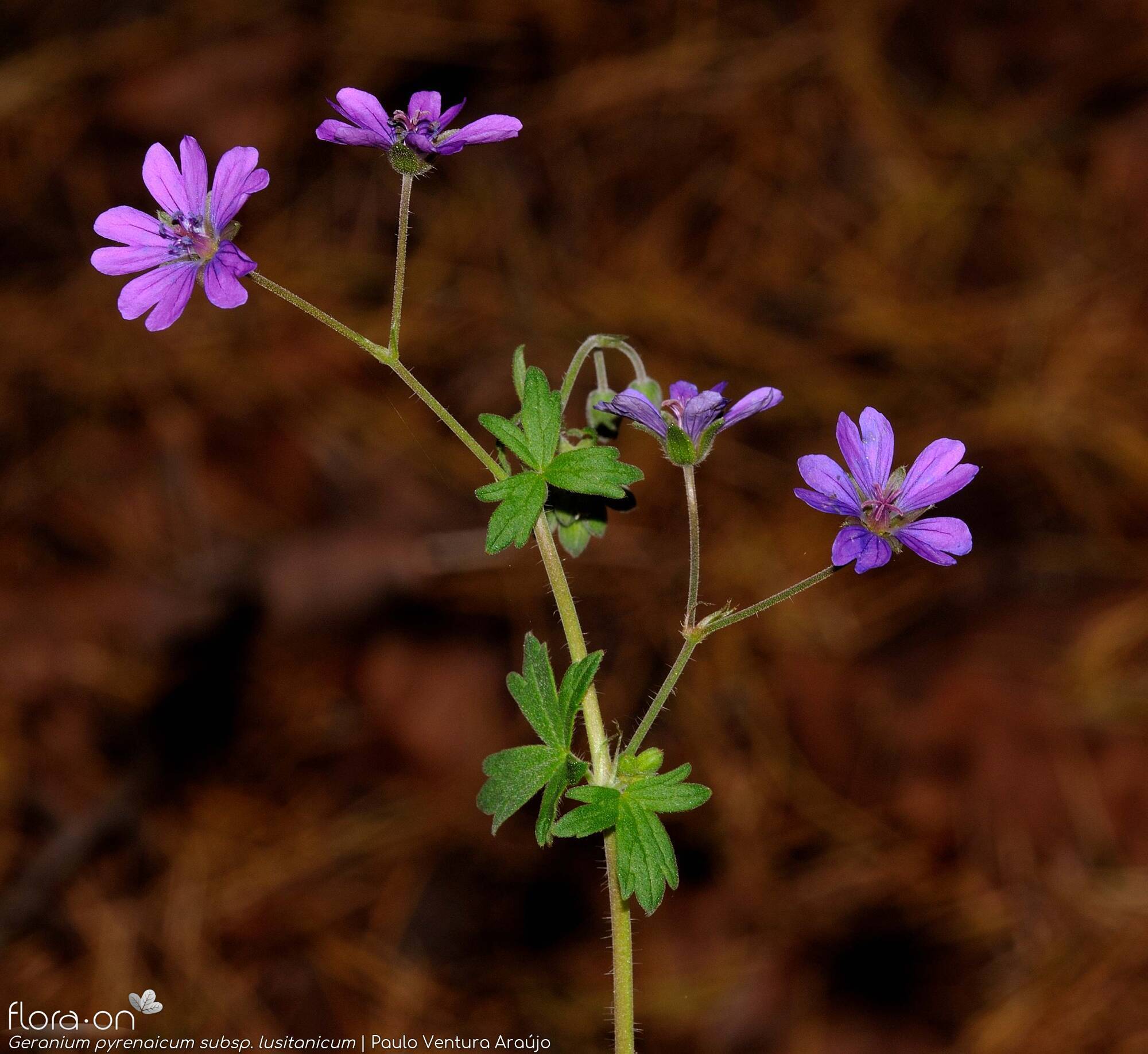 Geranium pyrenaicum lusitanicum - Flor (geral) | Paulo Ventura Araújo; CC BY-NC 4.0