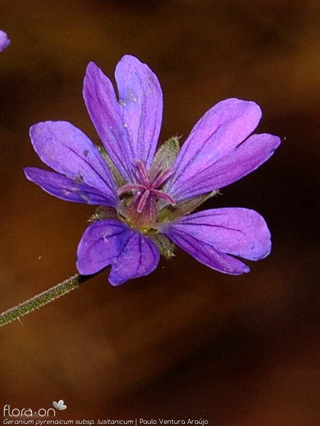 Geranium pyrenaicum lusitanicum - Flor (close-up) | Paulo Ventura Araújo; CC BY-NC 4.0