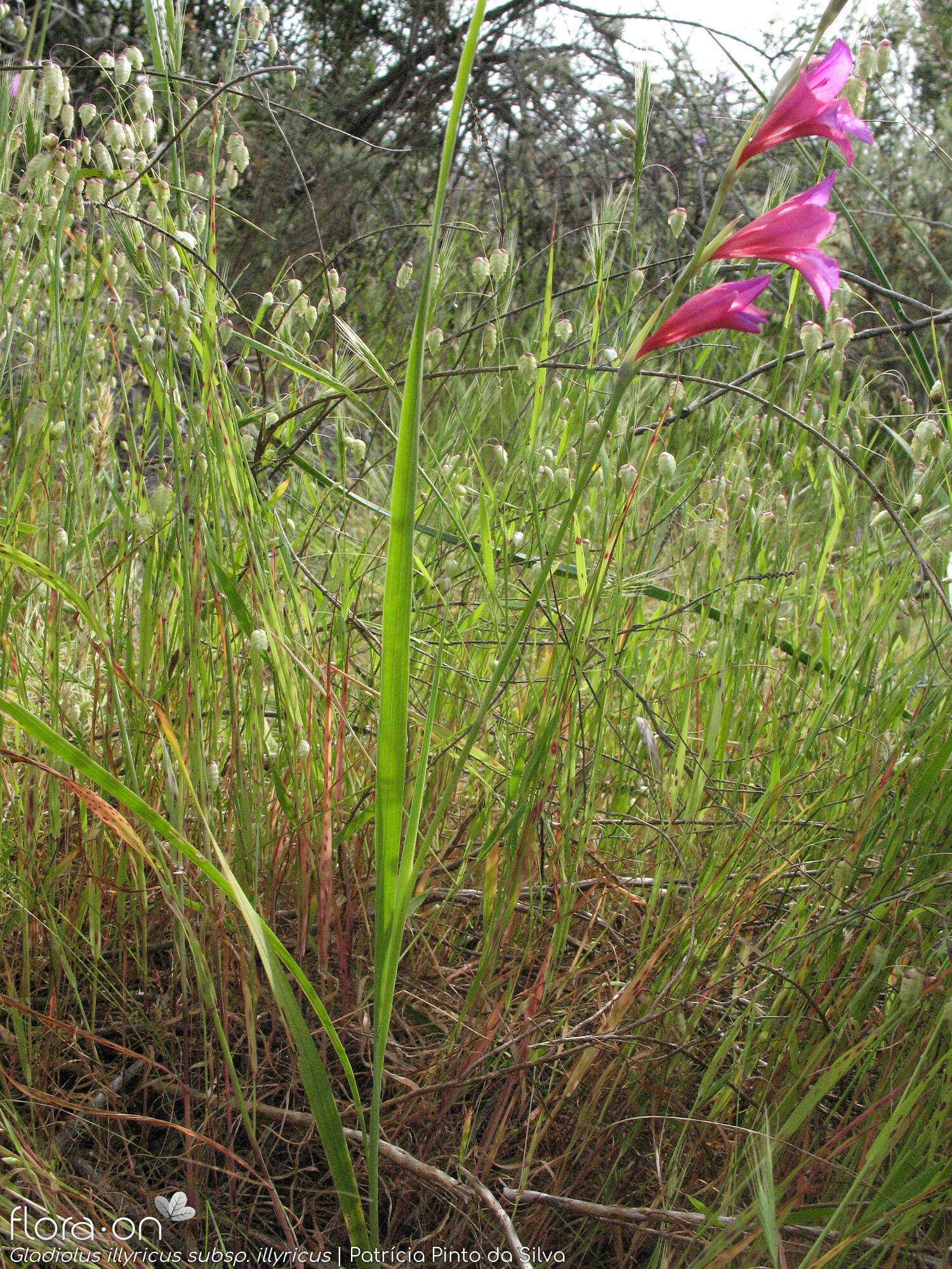 Gladiolus illyricus - Hábito | Patrícia Pinto da Silva; CC BY-NC 4.0