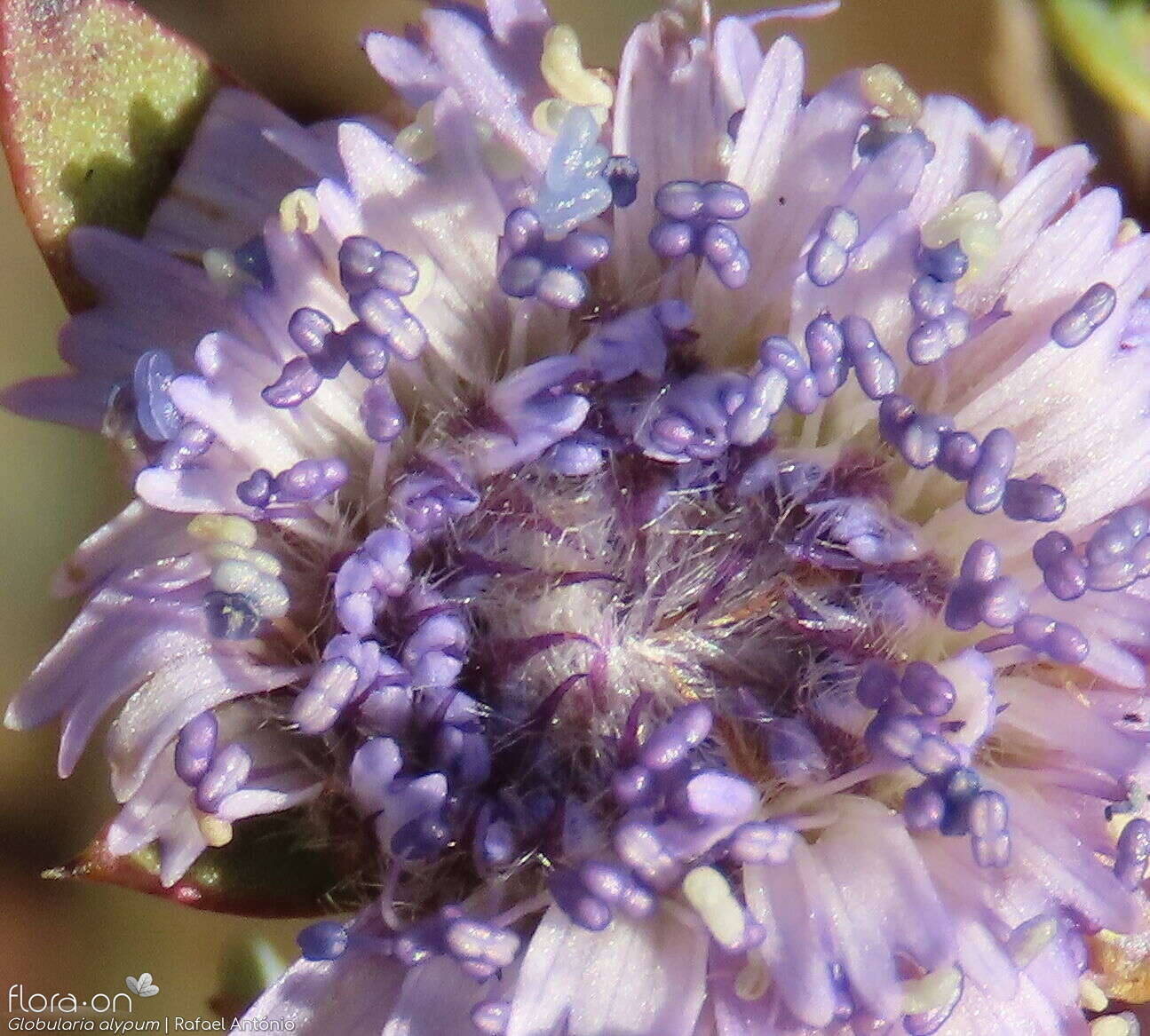 Globularia alypum - Flor (close-up) | Rafael António; CC BY-NC 4.0