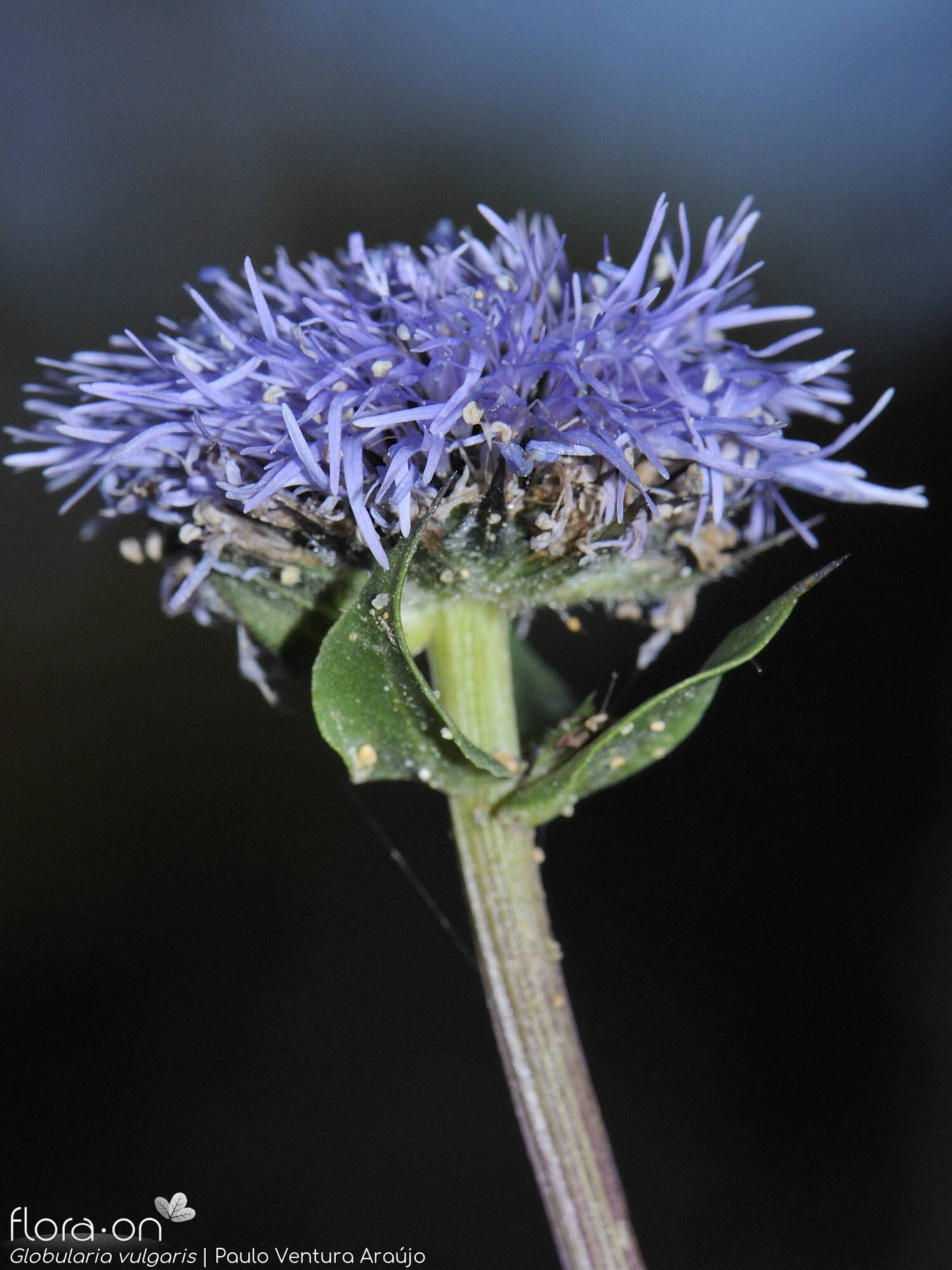 Globularia vulgaris - Flor (close-up) | Paulo Ventura Araújo; CC BY-NC 4.0